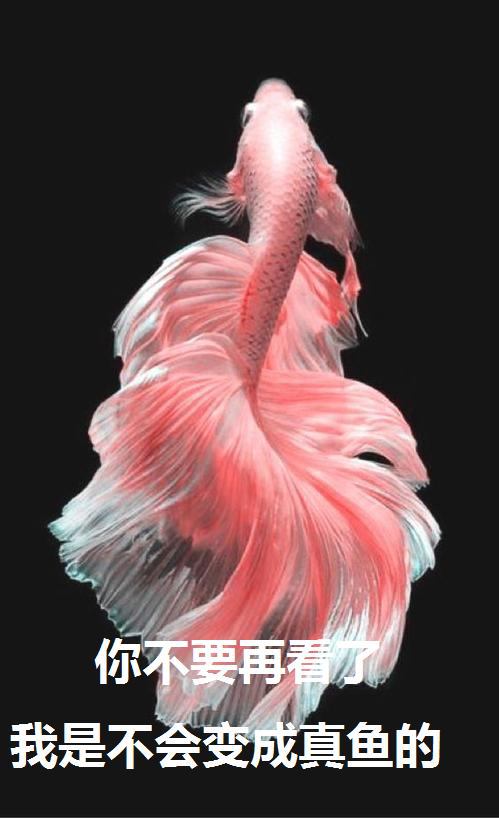 《找我女朋友有些什么事吗》漫画最新章节外传：第52话免费下拉式在线观看章节第【14】张图片