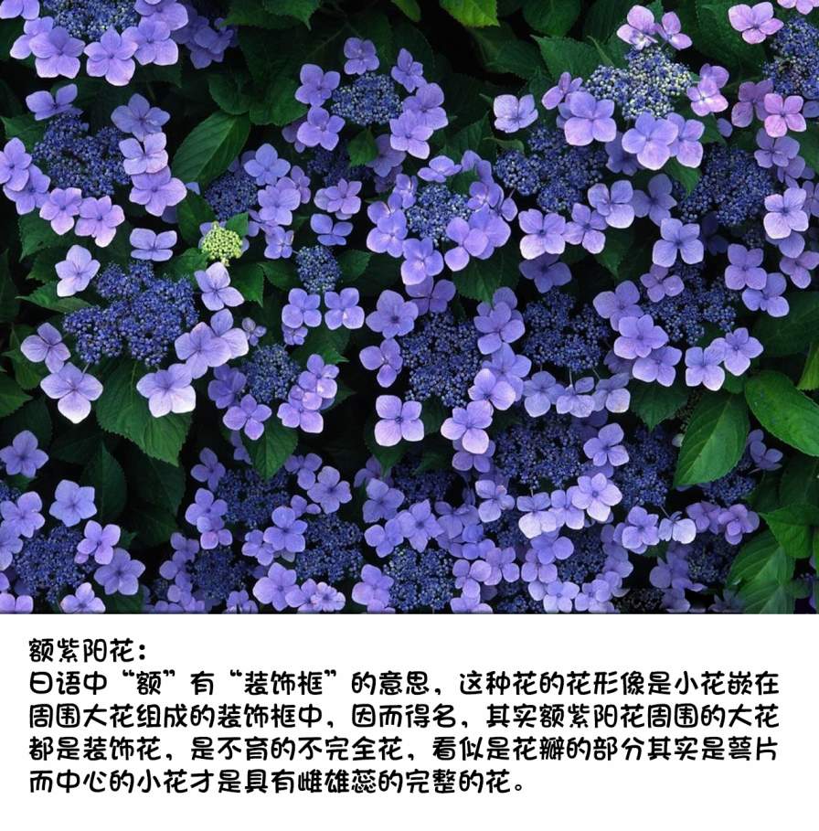 《梅子和小桃的日常生活》漫画最新章节第17话免费下拉式在线观看章节第【11】张图片