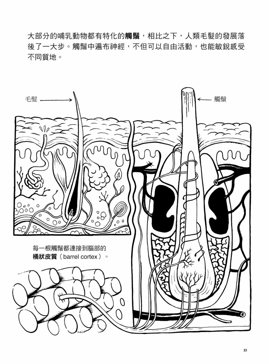 《看漫画了解人体感官》漫画最新章节第1卷免费下拉式在线观看章节第【23】张图片