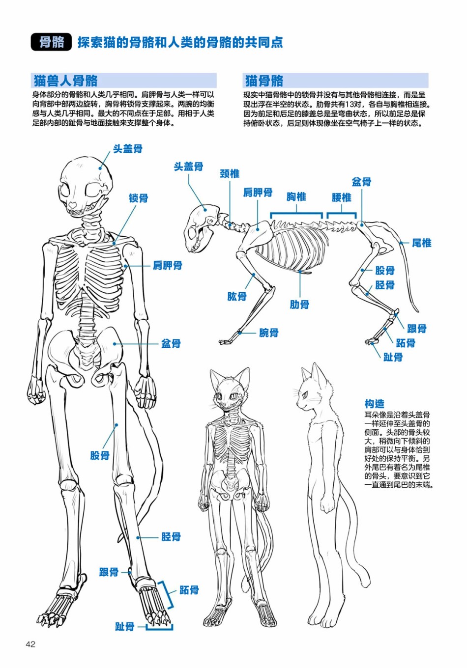 《兽人的描绘方法 -从真实系兽人到抽象系兽人》漫画最新章节第2.2话 陆上生物 猫兽人的描绘方法免费下拉式在线观看章节第【3】张图片