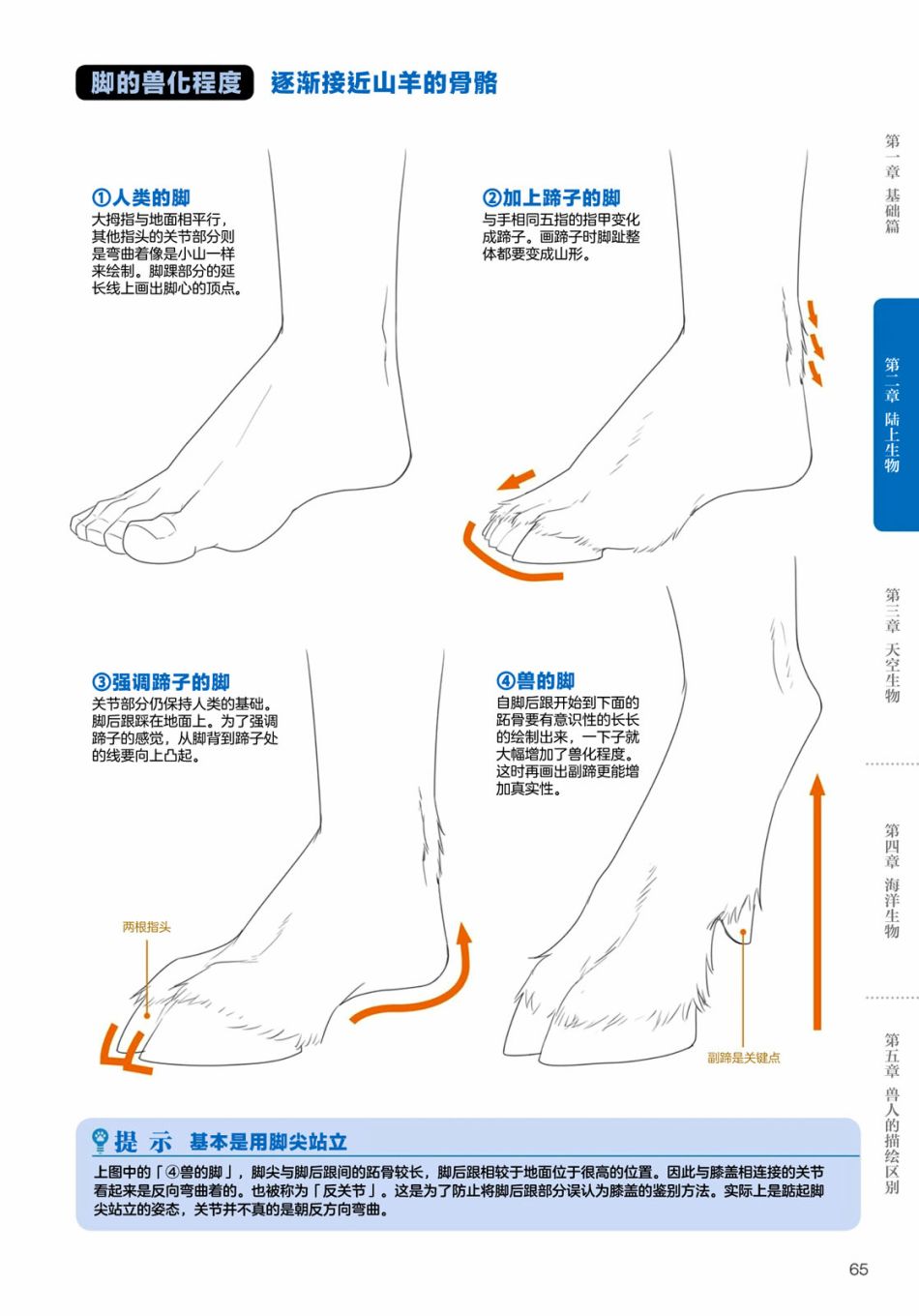 《兽人的描绘方法 -从真实系兽人到抽象系兽人》漫画最新章节第2.3话 陆上生物 有蹄类兽人的描绘方法免费下拉式在线观看章节第【8】张图片