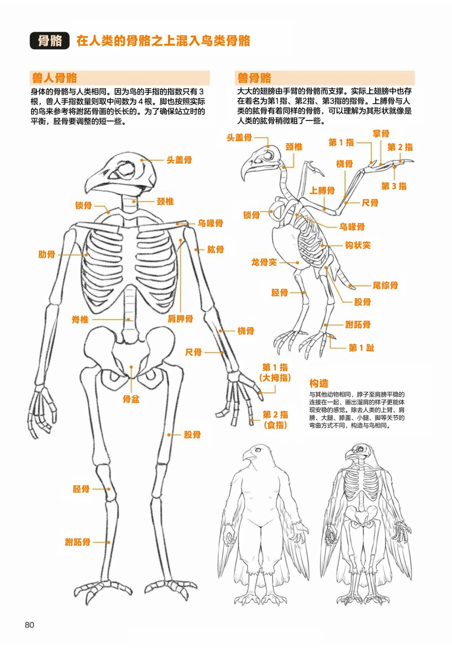 《兽人的描绘方法 -从真实系兽人到抽象系兽人》漫画最新章节第3.1话 天空生物 鸟兽人的画法免费下拉式在线观看章节第【4】张图片