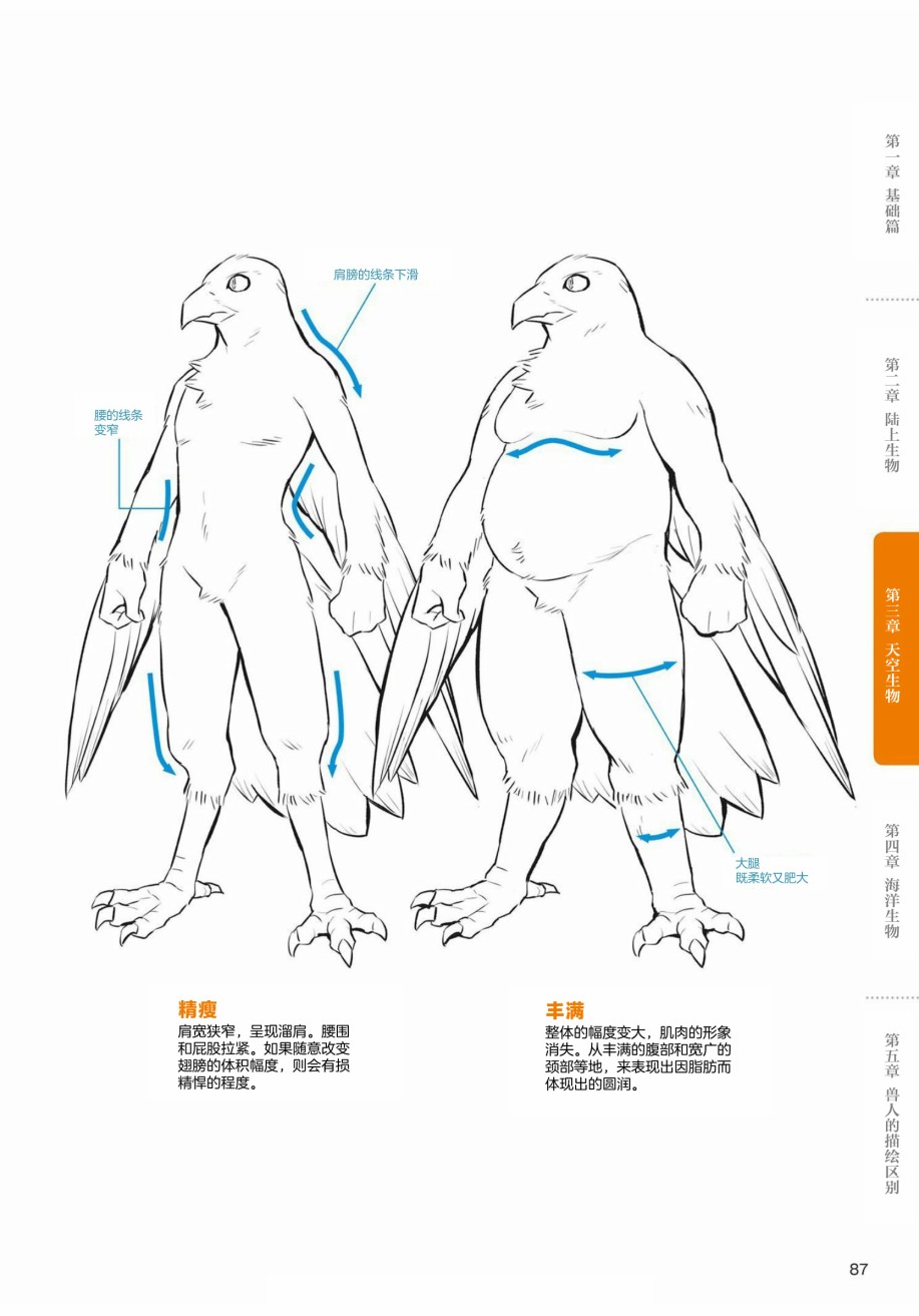 《兽人的描绘方法 -从真实系兽人到抽象系兽人》漫画最新章节第3.1话 天空生物 鸟兽人的画法免费下拉式在线观看章节第【11】张图片