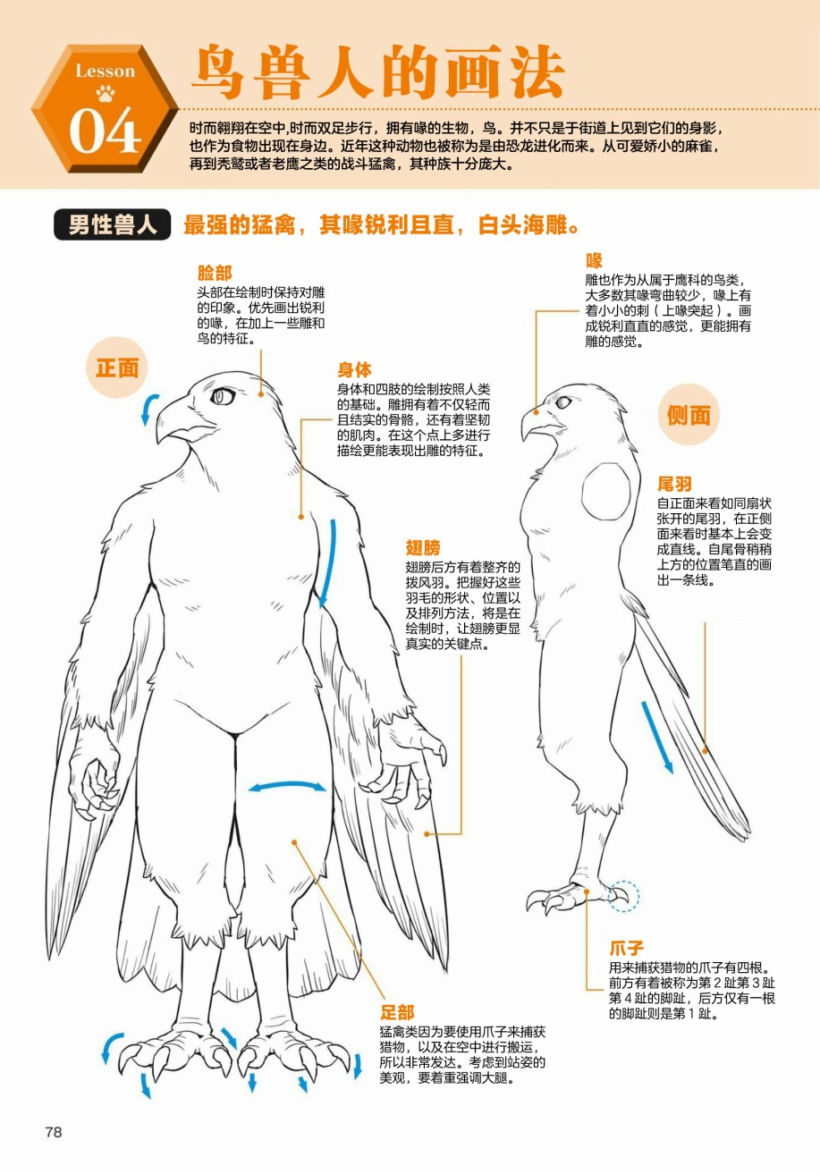 《兽人的描绘方法 -从真实系兽人到抽象系兽人》漫画最新章节第3.1话 天空生物 鸟兽人的画法免费下拉式在线观看章节第【2】张图片