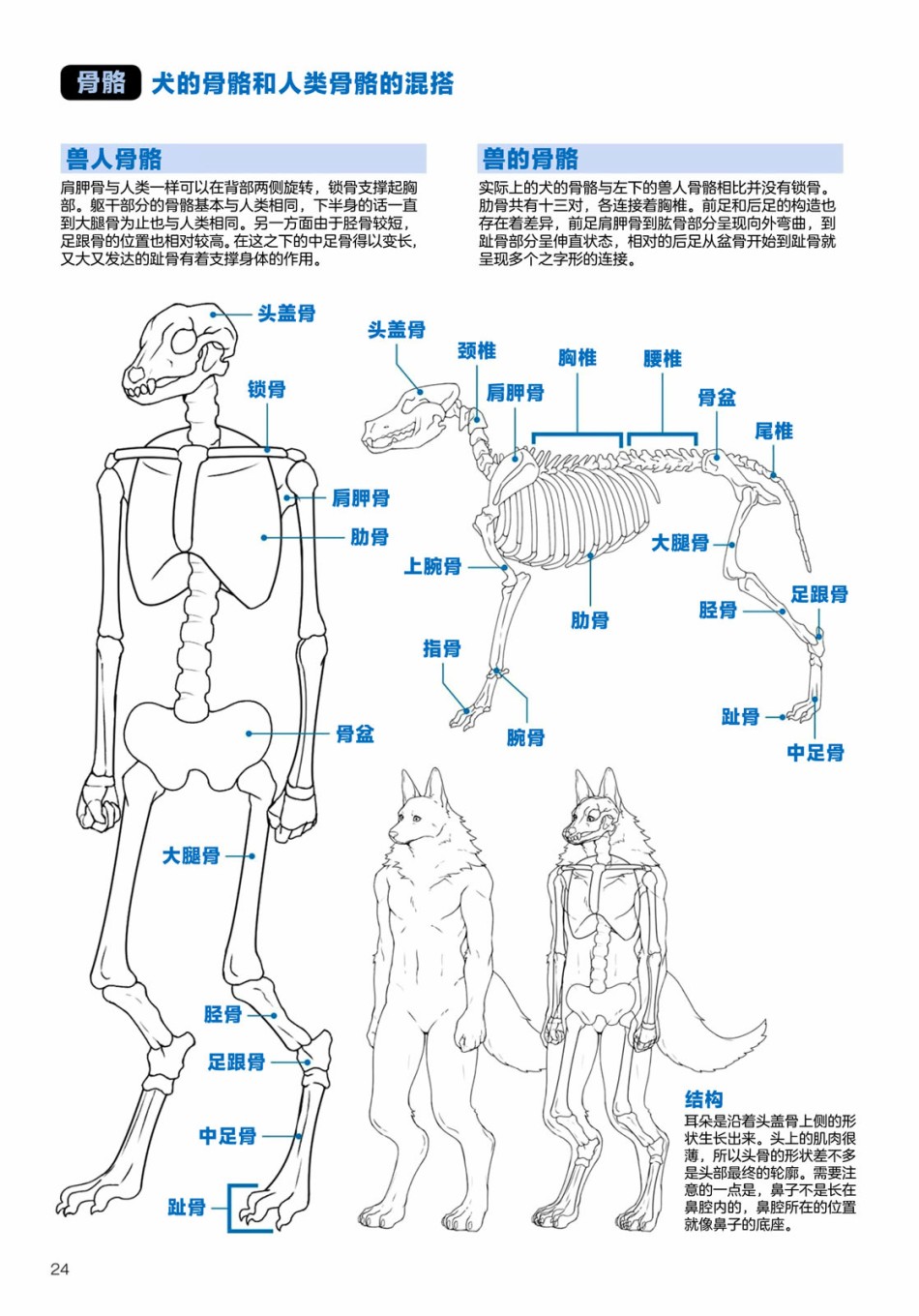 《兽人的描绘方法 -从真实系兽人到抽象系兽人》漫画最新章节第2话 陆上生物 犬兽人的描绘方法免费下拉式在线观看章节第【4】张图片