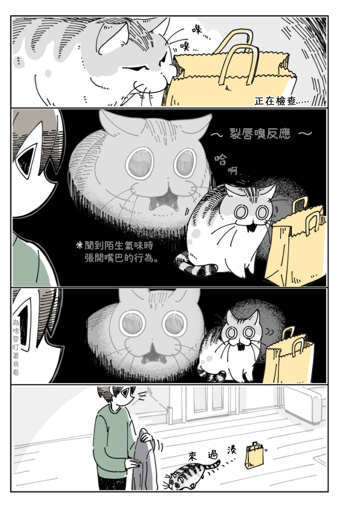 《关于养猫我一直是新手》漫画最新章节第15话免费下拉式在线观看章节第【2】张图片