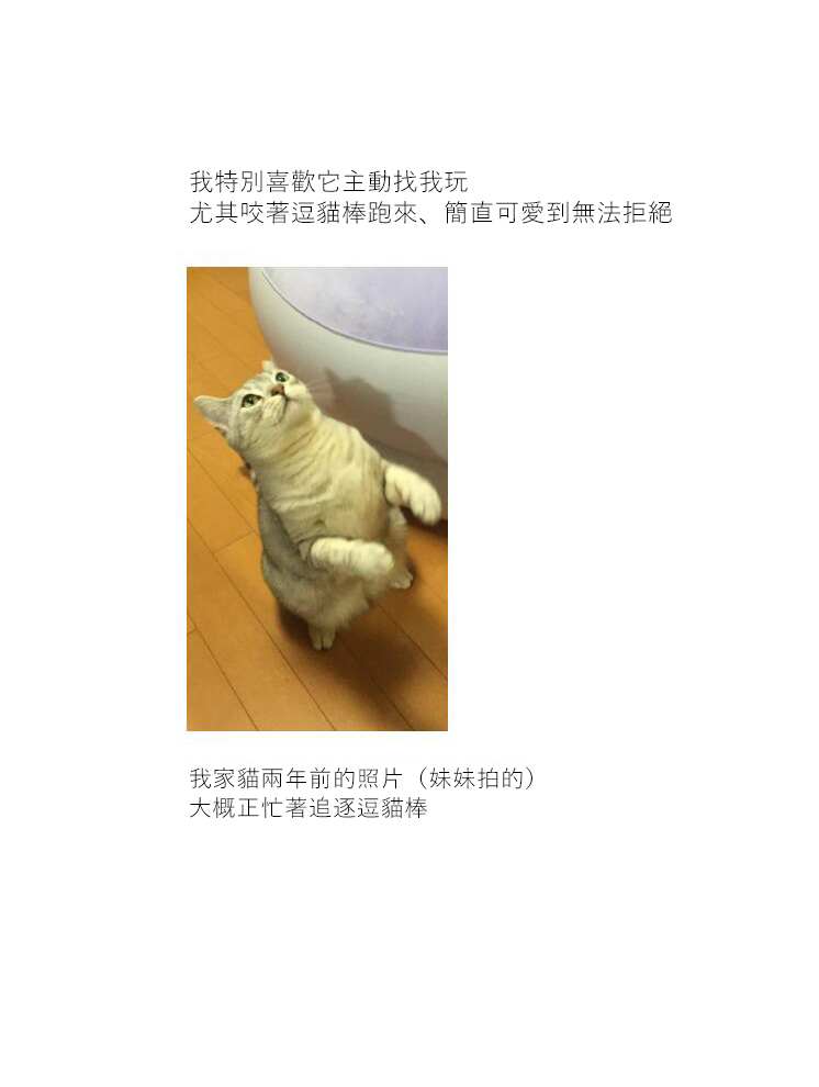 《关于养猫我一直是新手》漫画最新章节第13话免费下拉式在线观看章节第【5】张图片