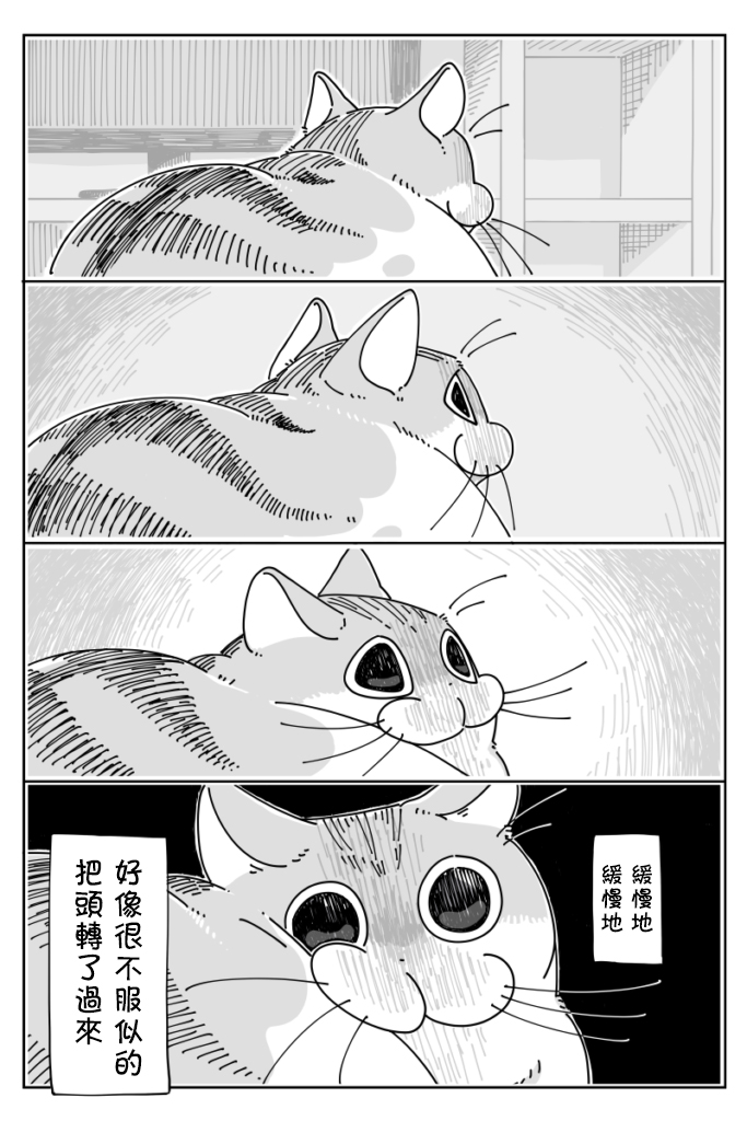 《关于养猫我一直是新手》漫画最新章节第19话免费下拉式在线观看章节第【3】张图片