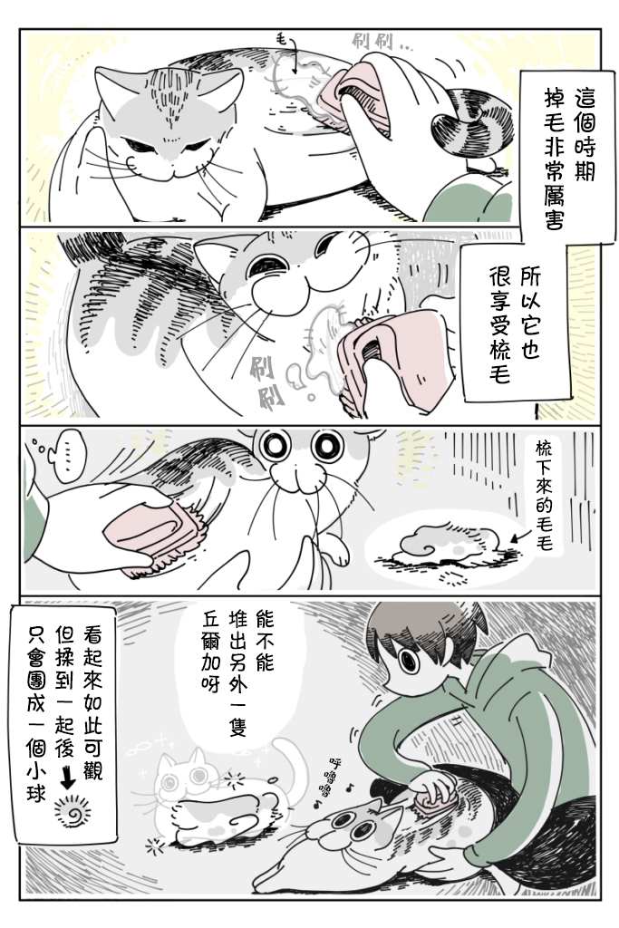 《关于养猫我一直是新手》漫画最新章节第11话免费下拉式在线观看章节第【4】张图片