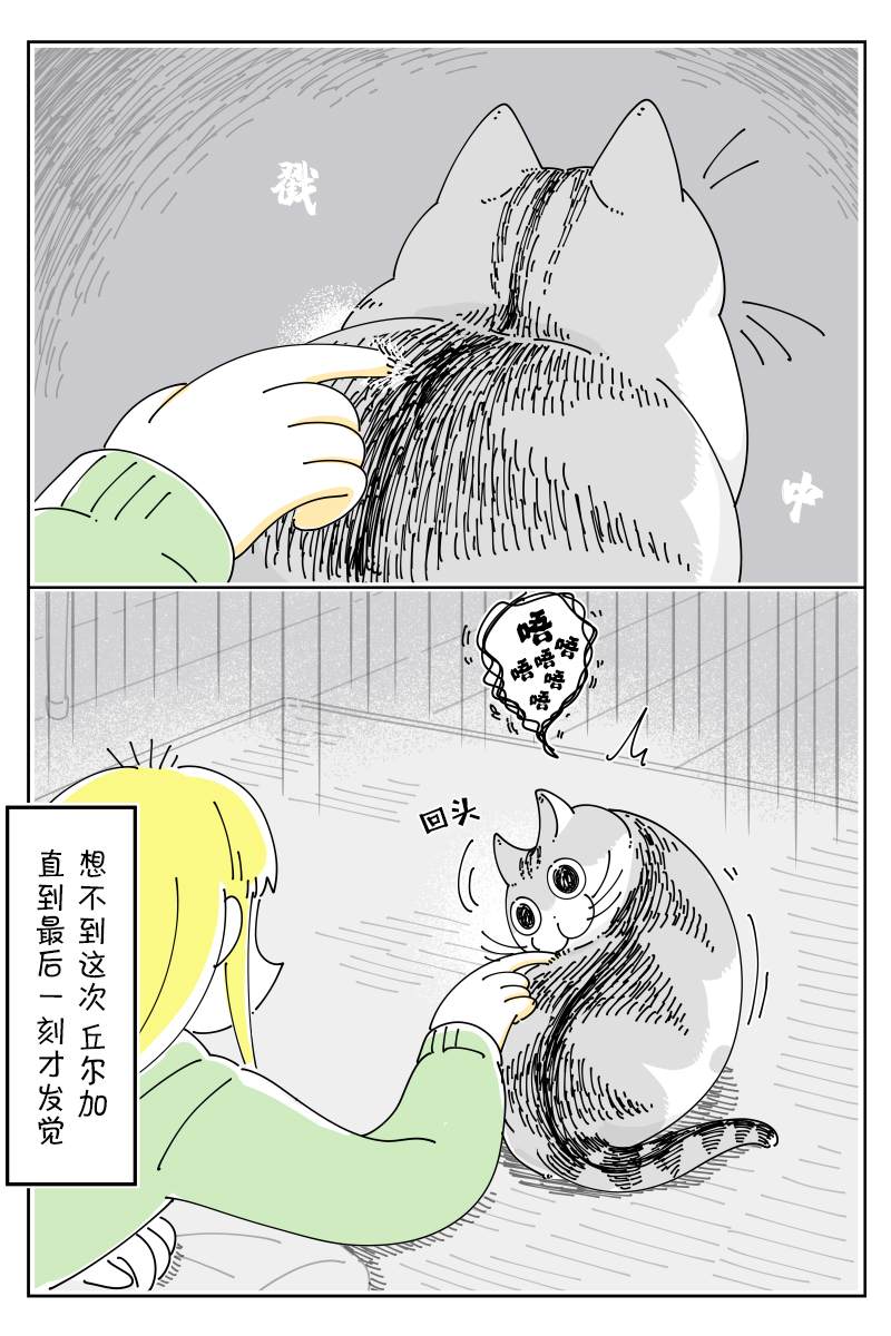 《关于养猫我一直是新手》漫画最新章节第115话免费下拉式在线观看章节第【3】张图片