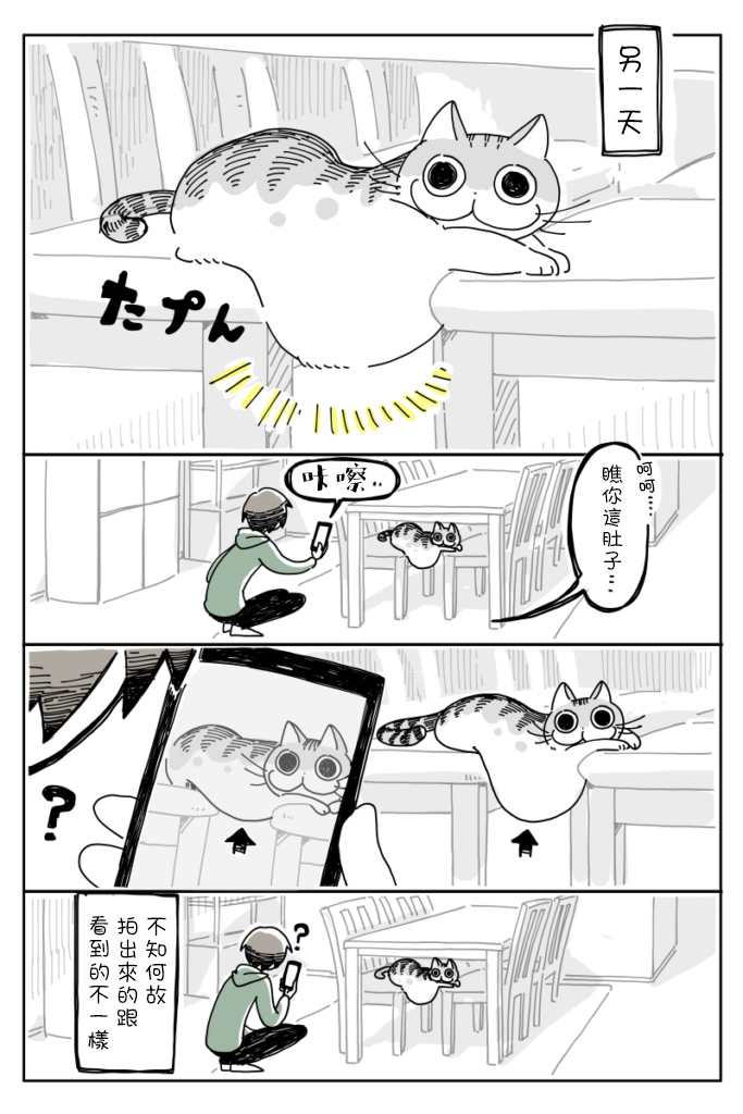 《关于养猫我一直是新手》漫画最新章节第7话免费下拉式在线观看章节第【3】张图片