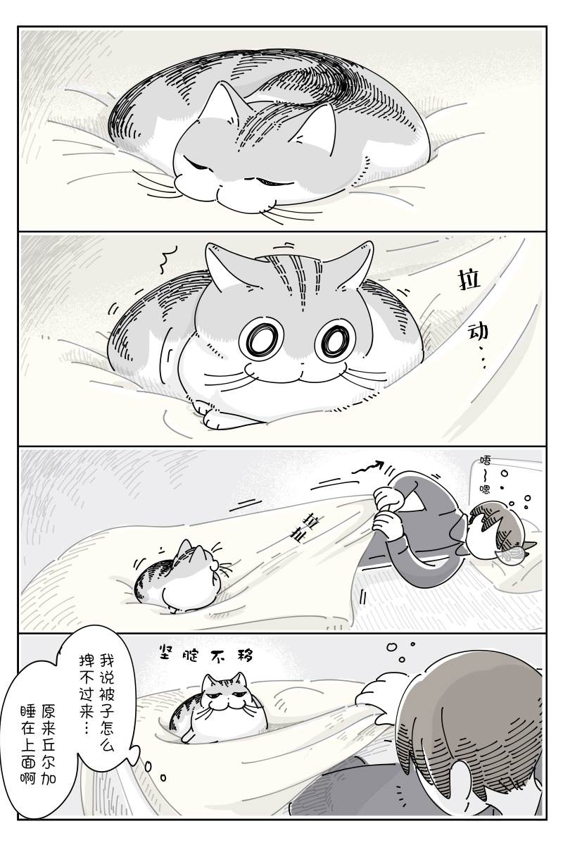 《关于养猫我一直是新手》漫画最新章节第98话免费下拉式在线观看章节第【2】张图片