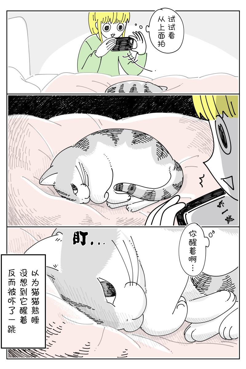 《关于养猫我一直是新手》漫画最新章节第152话免费下拉式在线观看章节第【3】张图片