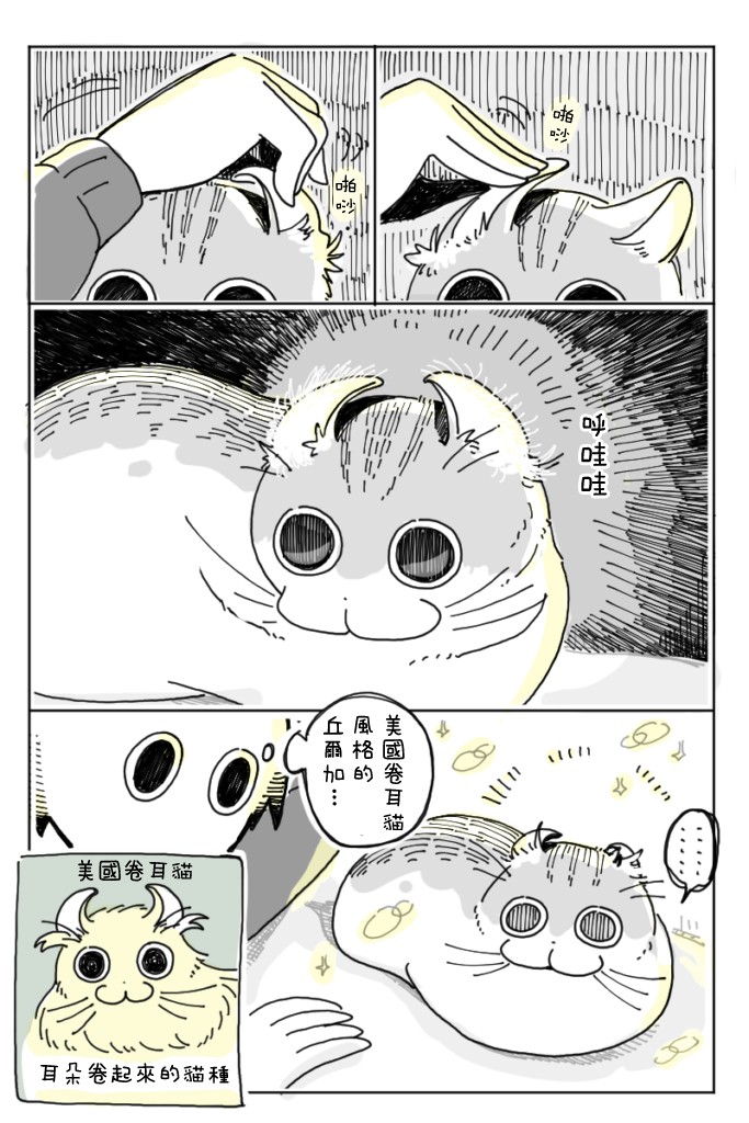 《关于养猫我一直是新手》漫画最新章节第5话免费下拉式在线观看章节第【10】张图片