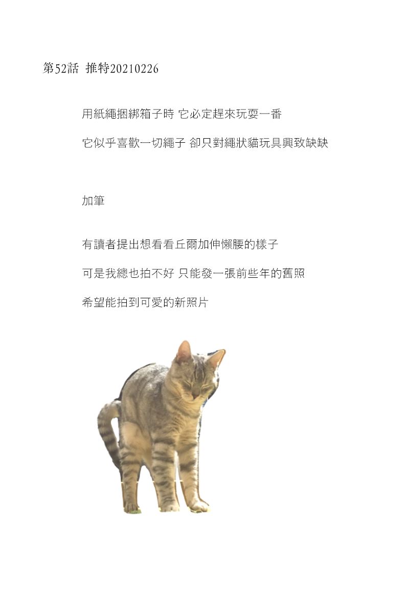 《关于养猫我一直是新手》漫画最新章节42-53后记免费下拉式在线观看章节第【6】张图片