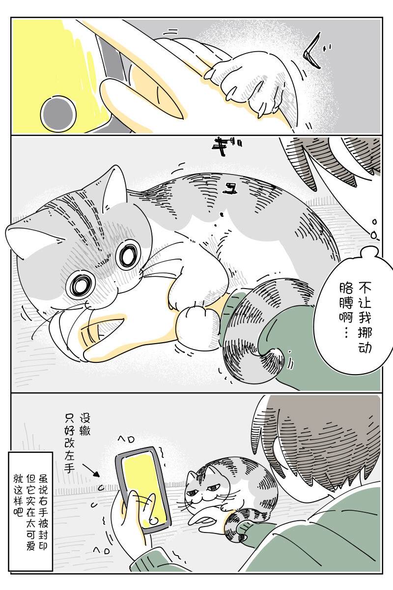 《关于养猫我一直是新手》漫画最新章节第148话免费下拉式在线观看章节第【3】张图片