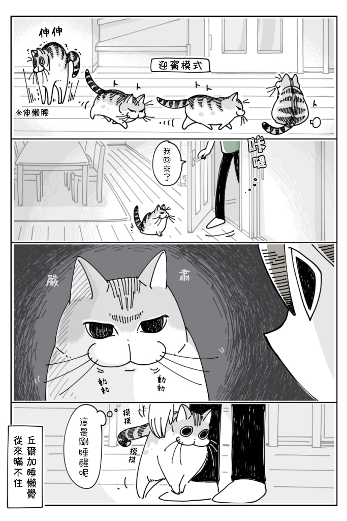 《关于养猫我一直是新手》漫画最新章节第20话免费下拉式在线观看章节第【2】张图片