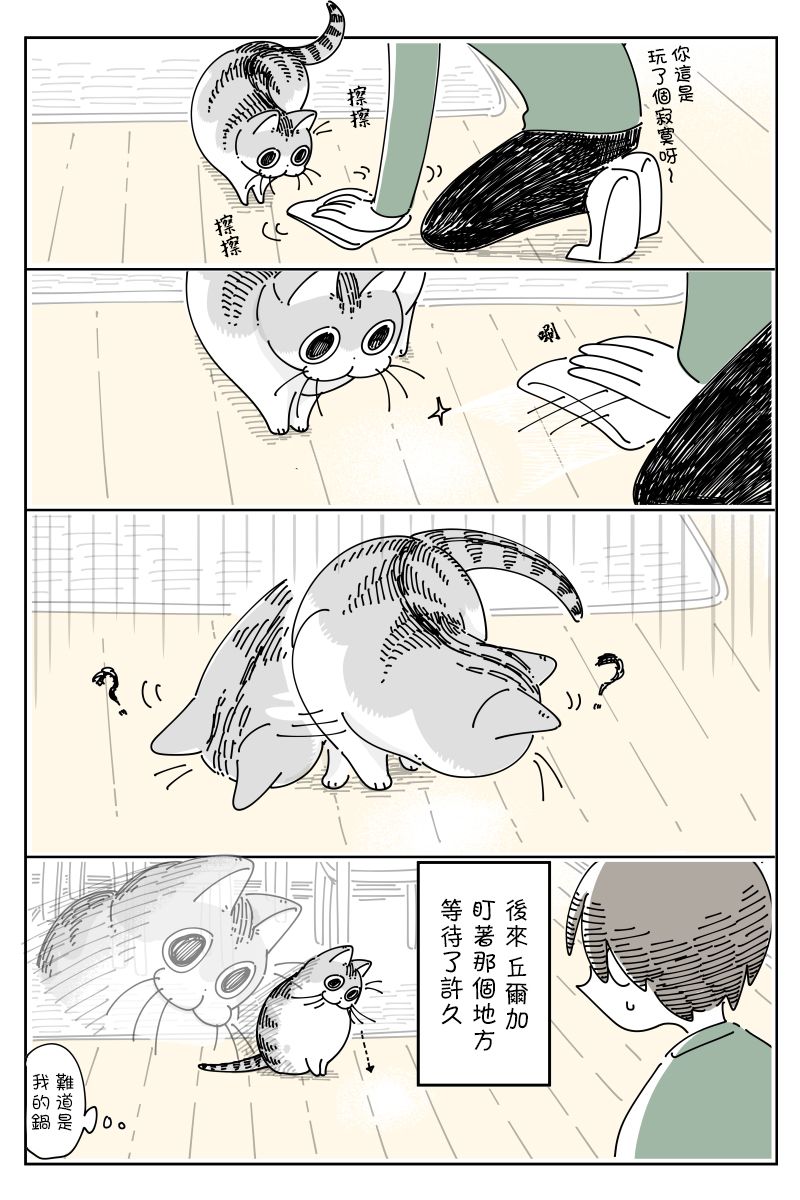《关于养猫我一直是新手》漫画最新章节第68话免费下拉式在线观看章节第【3】张图片