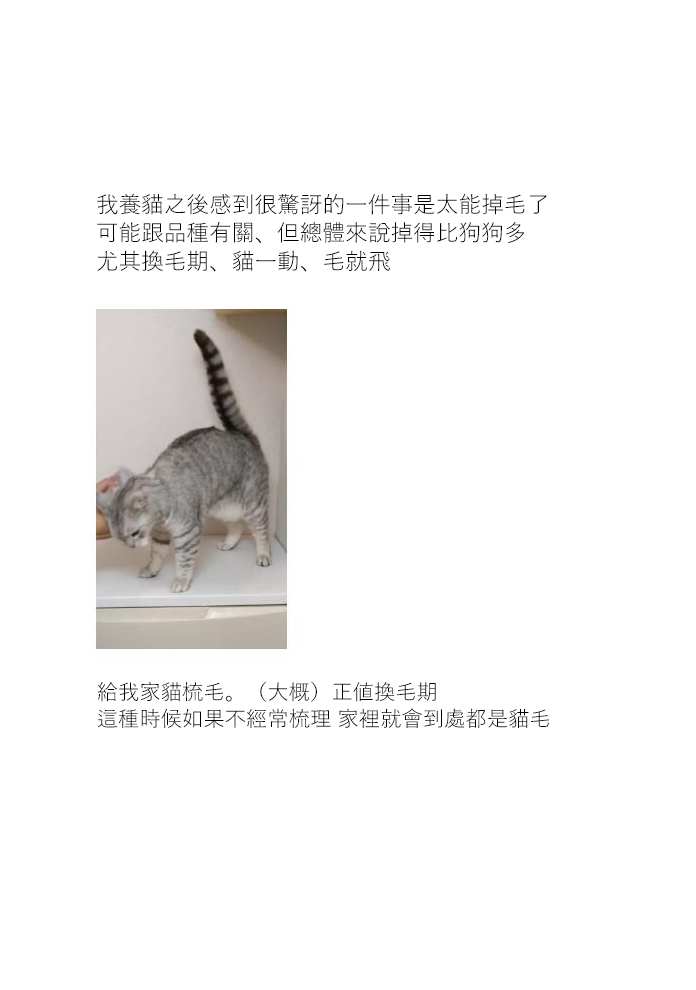 《关于养猫我一直是新手》漫画最新章节第11话免费下拉式在线观看章节第【5】张图片