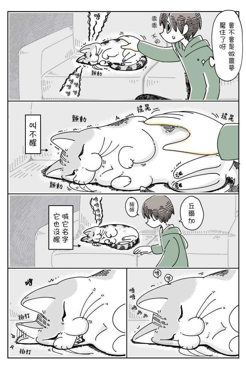 《关于养猫我一直是新手》漫画最新章节第49话免费下拉式在线观看章节第【2】张图片