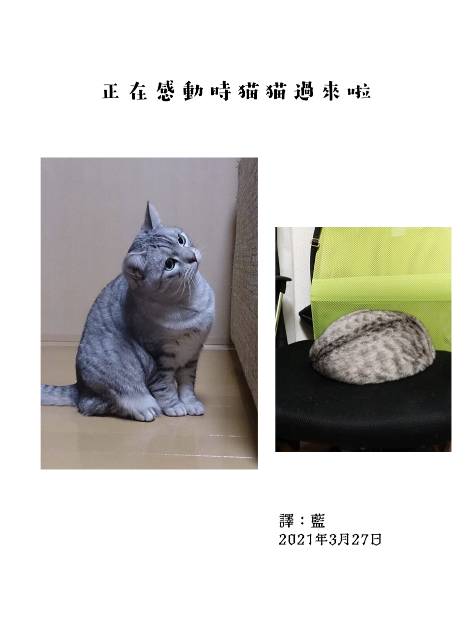 《关于养猫我一直是新手》漫画最新章节第55话免费下拉式在线观看章节第【3】张图片