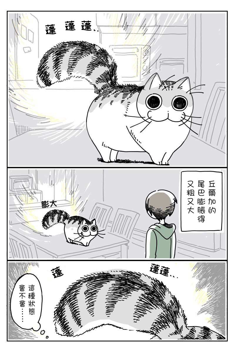 《关于养猫我一直是新手》漫画最新章节第6话免费下拉式在线观看章节第【1】张图片