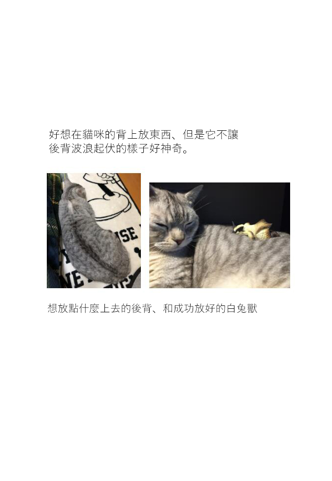 《关于养猫我一直是新手》漫画最新章节第16话免费下拉式在线观看章节第【5】张图片