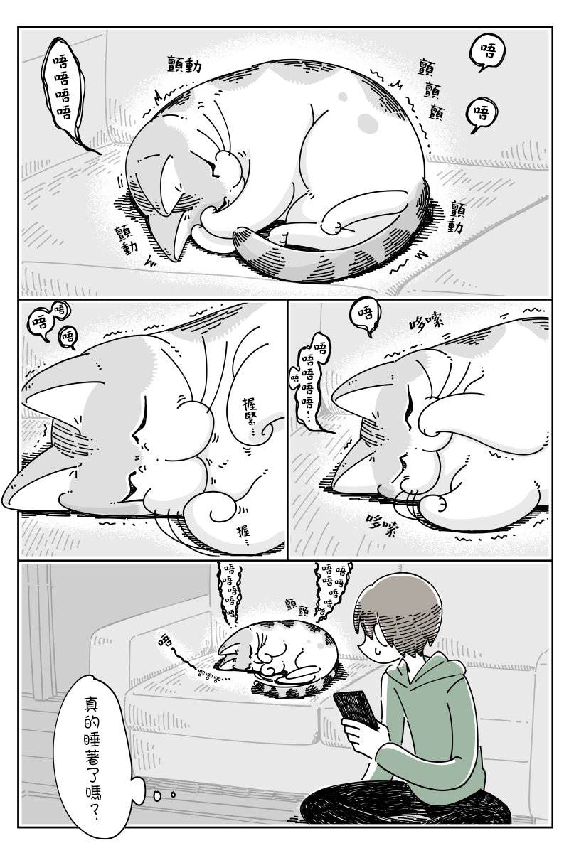 《关于养猫我一直是新手》漫画最新章节第49话免费下拉式在线观看章节第【1】张图片