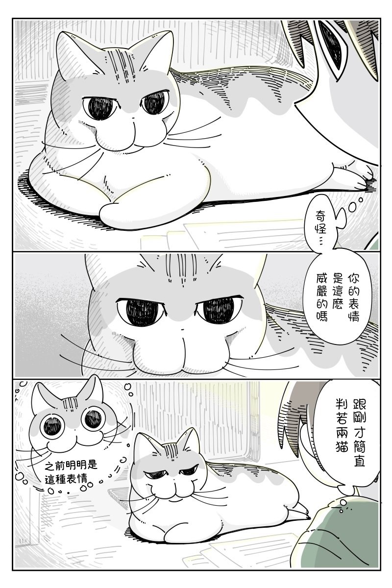 《关于养猫我一直是新手》漫画最新章节第46话免费下拉式在线观看章节第【2】张图片