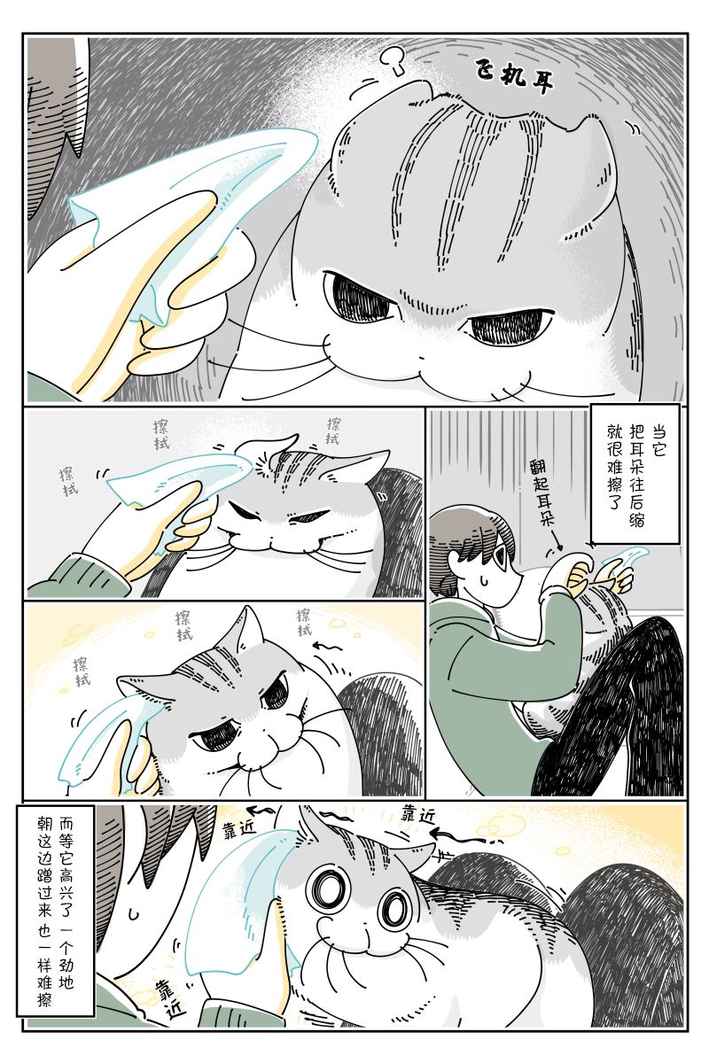 《关于养猫我一直是新手》漫画最新章节第102话免费下拉式在线观看章节第【2】张图片