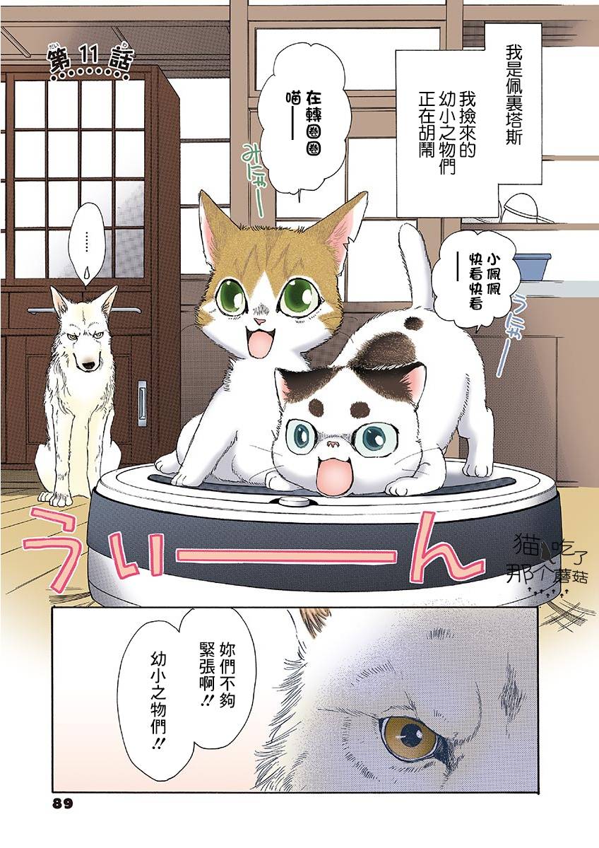 《我家狗子捡到了两只奶猫》漫画最新章节第11话免费下拉式在线观看章节第【1】张图片