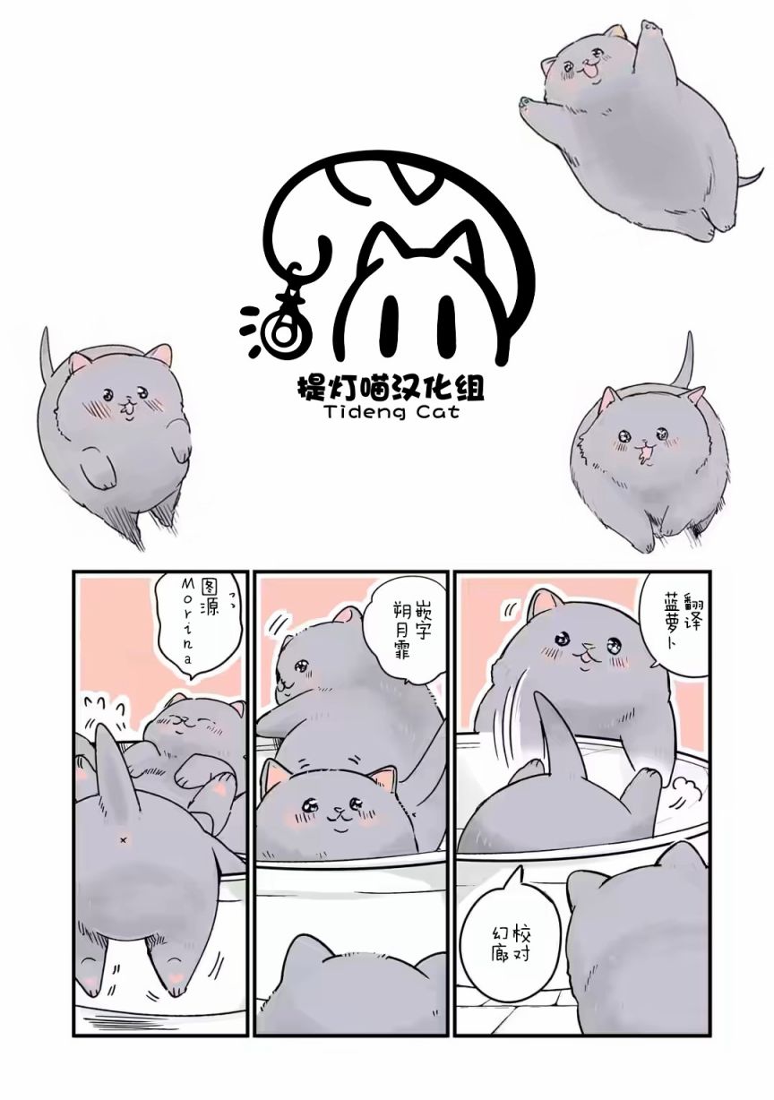 《转生猫猫》漫画最新章节第19话免费下拉式在线观看章节第【5】张图片