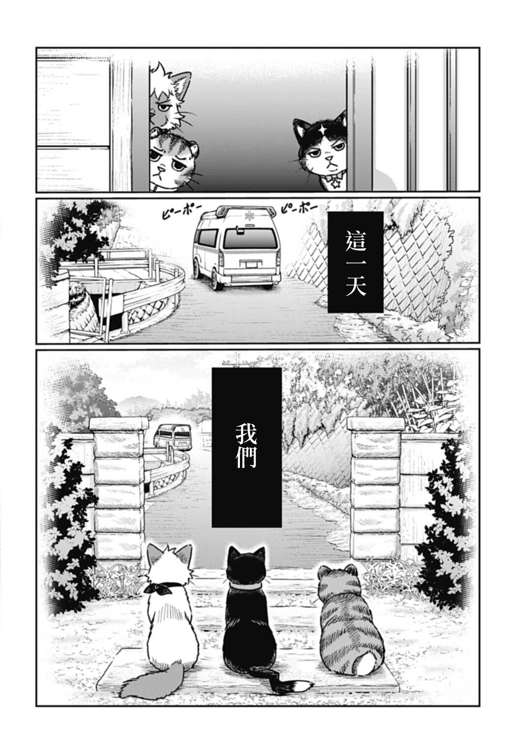 《猫的戒律》漫画最新章节第1话免费下拉式在线观看章节第【3】张图片