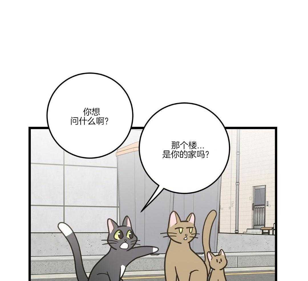 《我唯一的猫猫》漫画最新章节第33话免费下拉式在线观看章节第【33】张图片