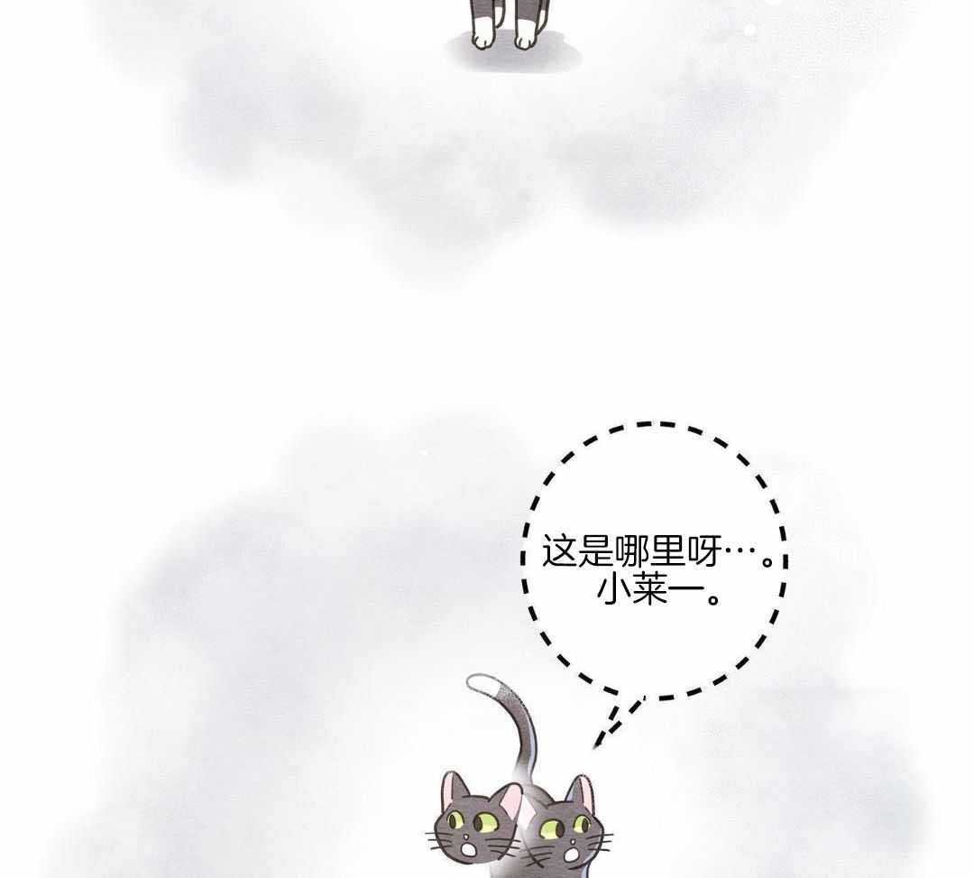 《我唯一的猫猫》漫画最新章节第42话免费下拉式在线观看章节第【29】张图片