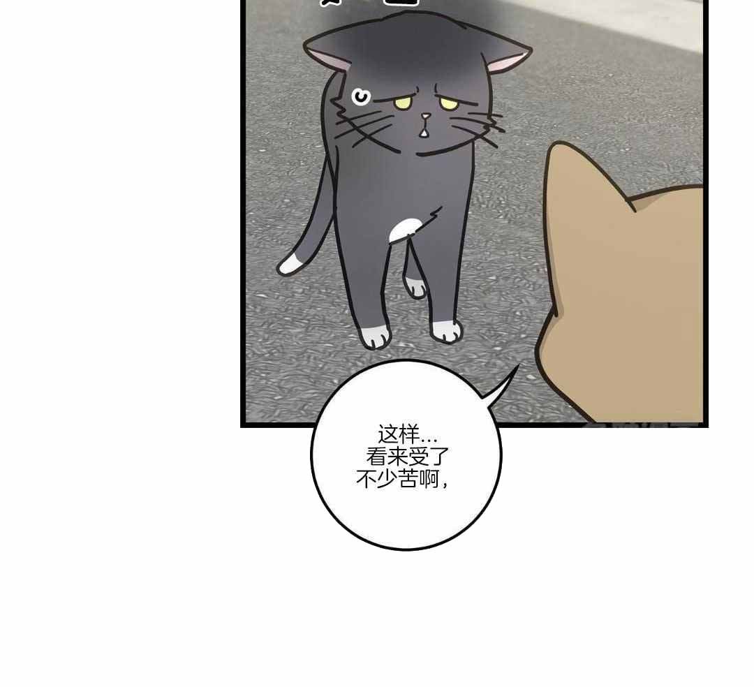 《我唯一的猫猫》漫画最新章节第33话免费下拉式在线观看章节第【32】张图片