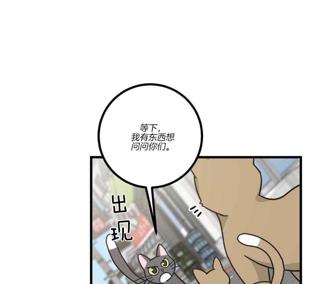 《我唯一的猫猫》漫画最新章节第33话免费下拉式在线观看章节第【28】张图片