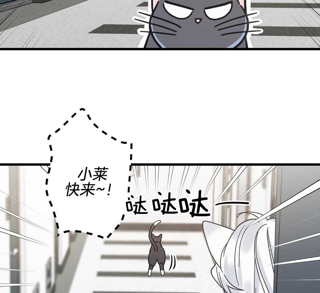 《我唯一的猫猫》漫画最新章节第46话免费下拉式在线观看章节第【18】张图片