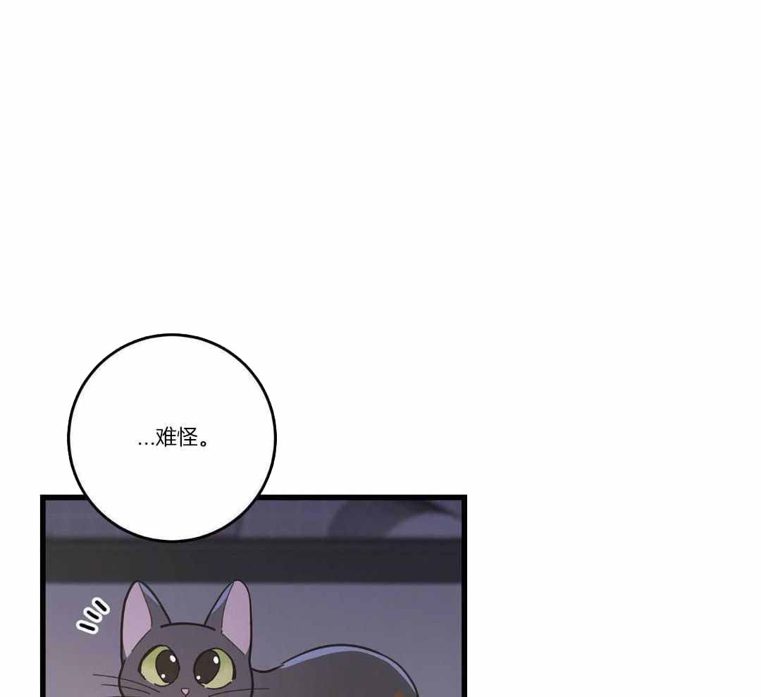 《我唯一的猫猫》漫画最新章节第37话免费下拉式在线观看章节第【11】张图片