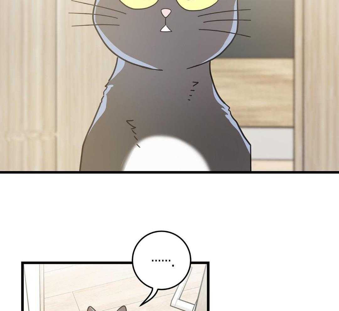 《我唯一的猫猫》漫画最新章节第43话免费下拉式在线观看章节第【12】张图片