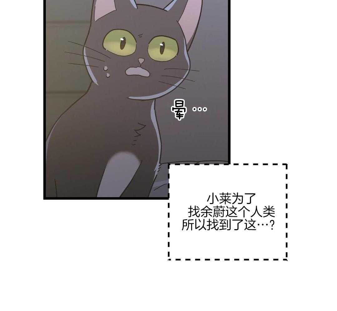 《我唯一的猫猫》漫画最新章节第42话免费下拉式在线观看章节第【20】张图片