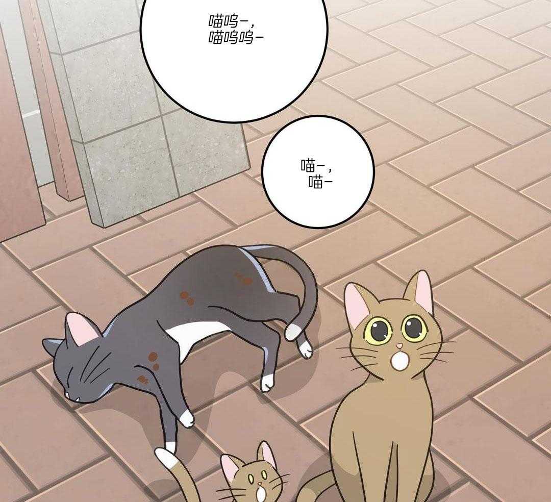 《我唯一的猫猫》漫画最新章节第34话免费下拉式在线观看章节第【20】张图片