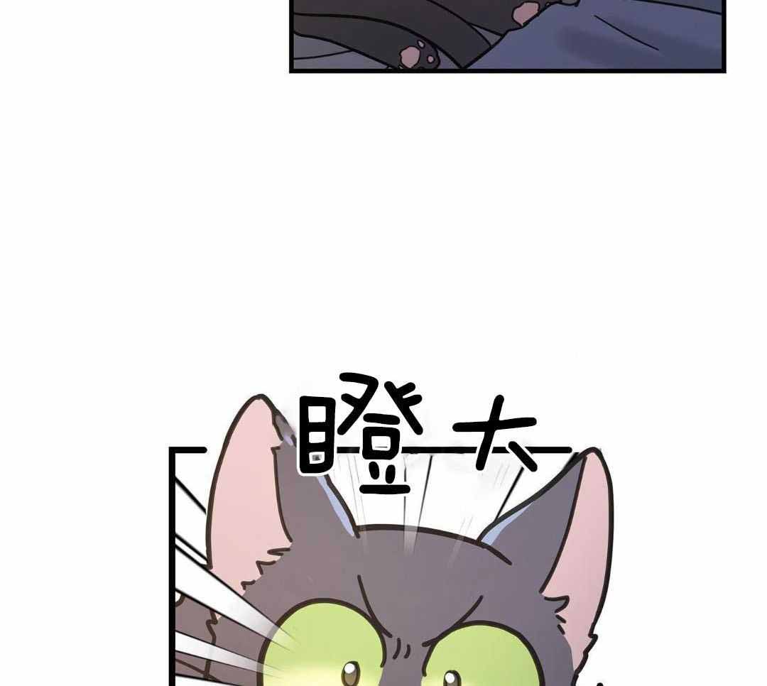 《我唯一的猫猫》漫画最新章节第53话免费下拉式在线观看章节第【12】张图片