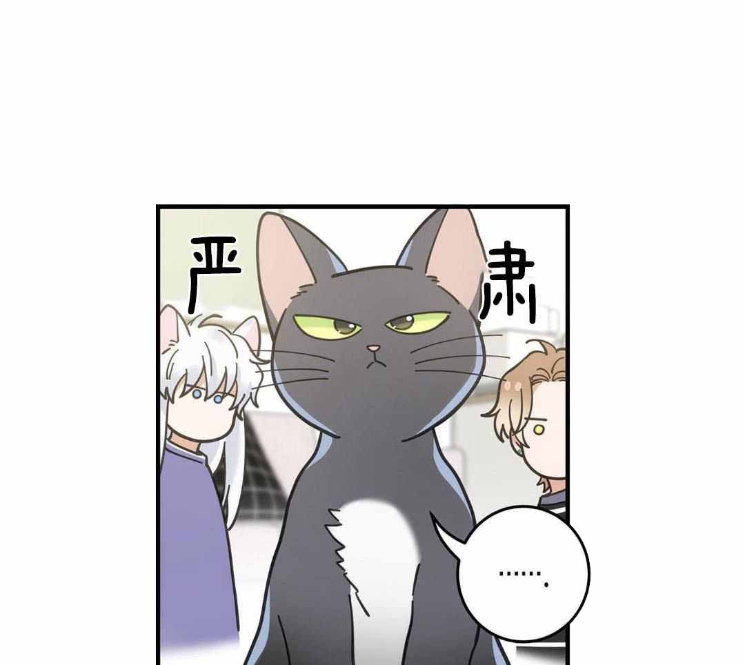 《我唯一的猫猫》漫画最新章节第56话免费下拉式在线观看章节第【29】张图片