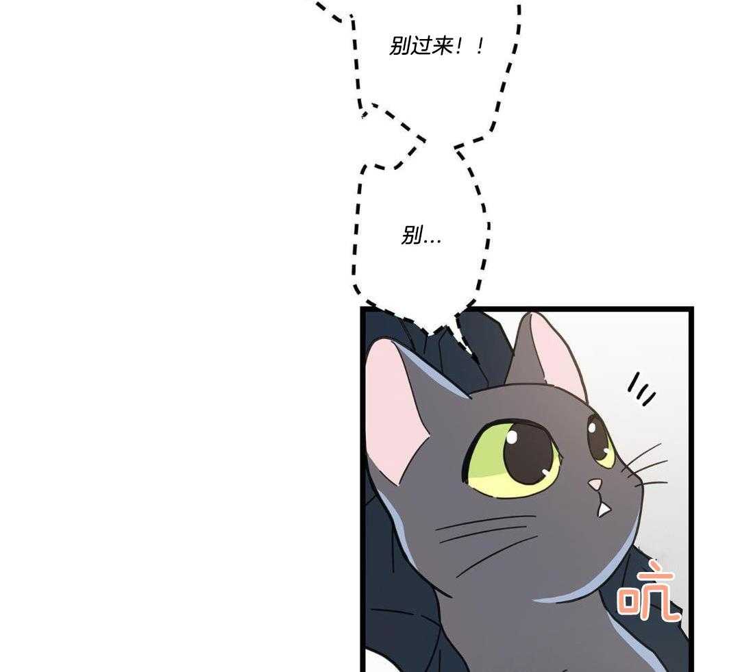 《我唯一的猫猫》漫画最新章节第39话免费下拉式在线观看章节第【33】张图片