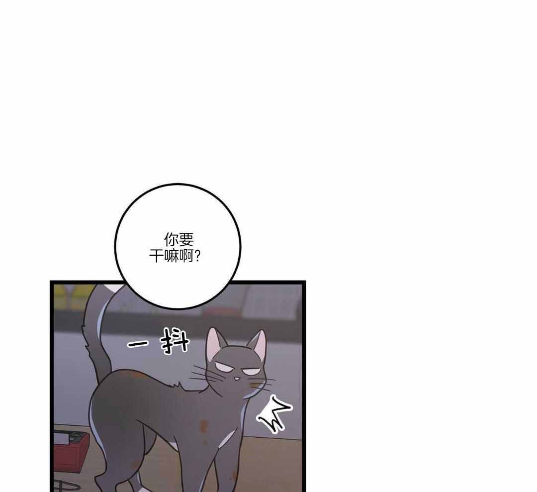 《我唯一的猫猫》漫画最新章节第37话免费下拉式在线观看章节第【4】张图片