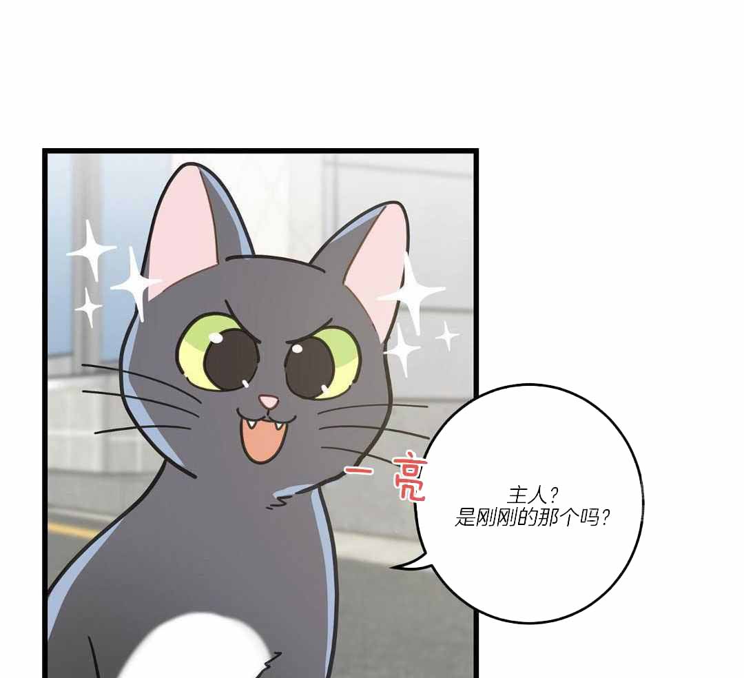 《我唯一的猫猫》漫画最新章节第33话免费下拉式在线观看章节第【35】张图片