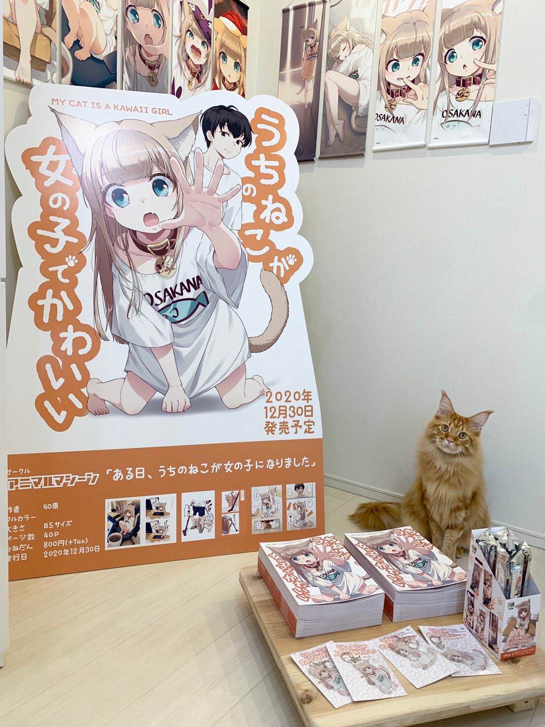 《我家的猫猫是可爱的女孩子！》漫画最新章节杂图7免费下拉式在线观看章节第【9】张图片