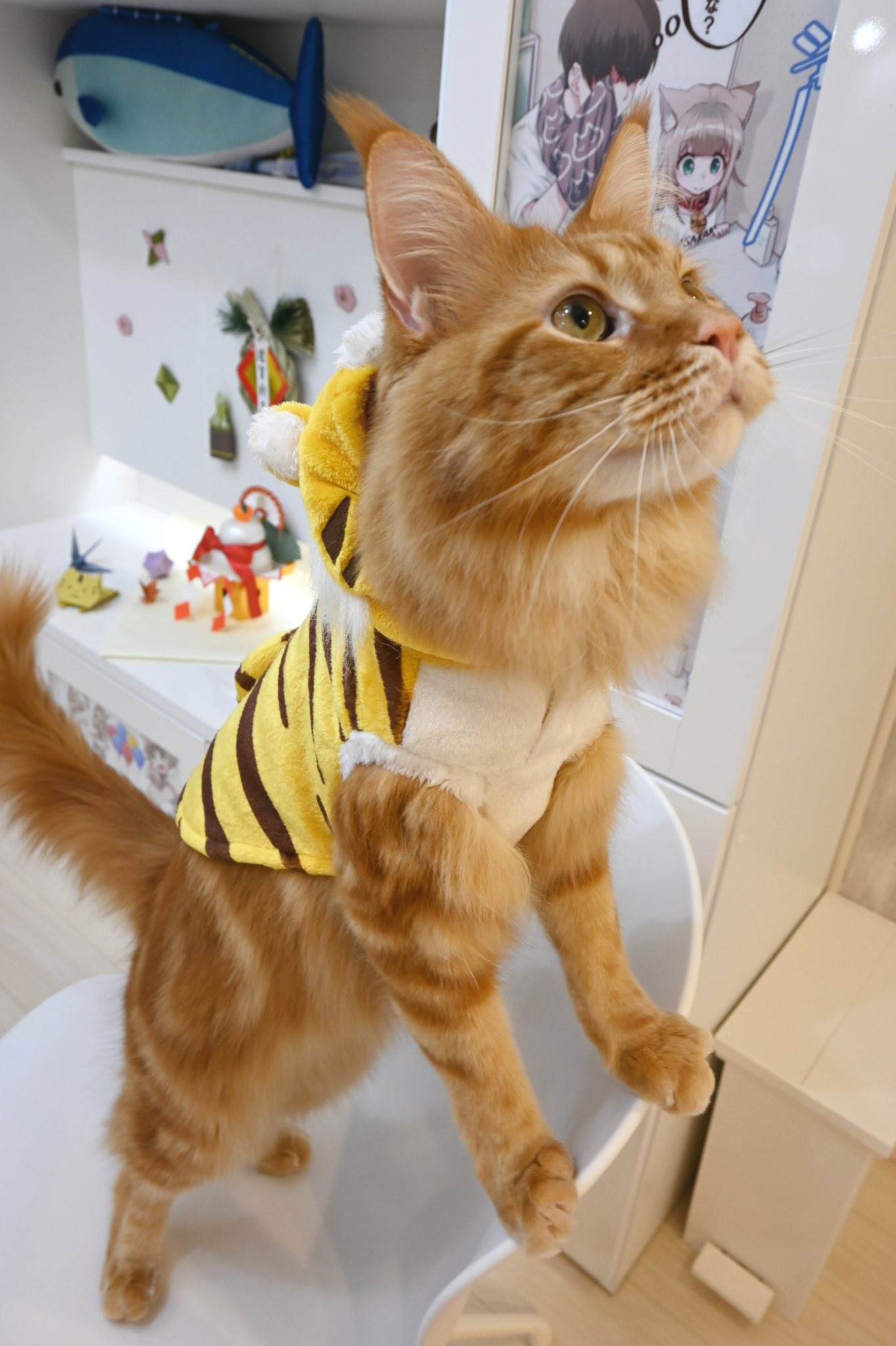 《我家的猫猫是可爱的女孩子！》漫画最新章节杂图17免费下拉式在线观看章节第【11】张图片