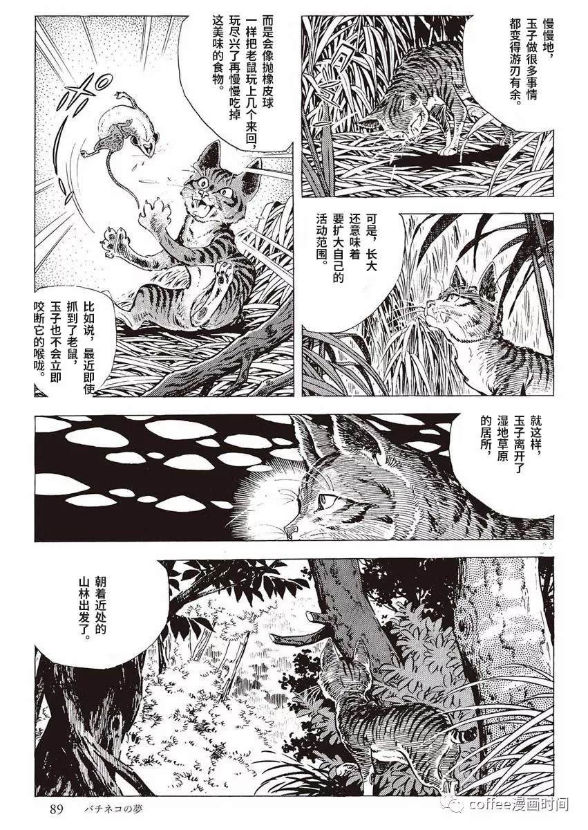 《罚猫的梦想》漫画最新章节第1话免费下拉式在线观看章节第【31】张图片